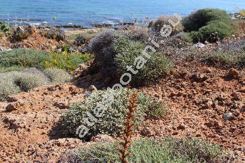 Teucrium cuneifolium L.