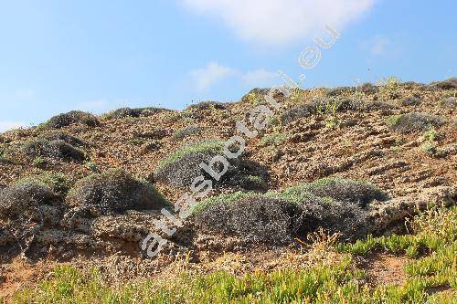 Paronychia macrosepala Boiss. (Paronychia euboea Beauv. et Top., Illecebrum capitatum Sibth.)