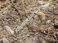 Plantago lagopus L.