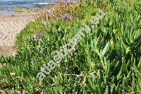 Plantago lagopus L.