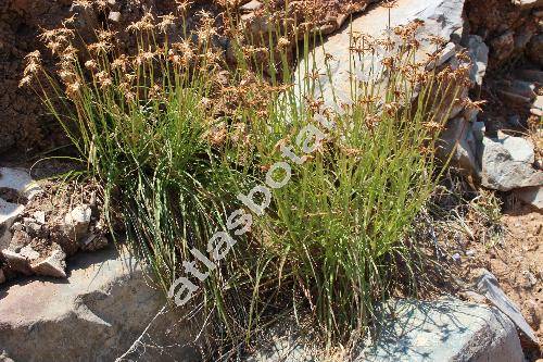 Scorzonera cretica Willd. (Scorzonera lassitica Vierh., Gelasia cretica, Lasispora cretica (Wild.) Cass.)