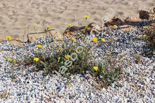 Reichardia picroides (L.) Roth (Scorzonera picroides L., Picridium vulgare Desf., Hypochaeris hirta Ucr., Sonchus)
