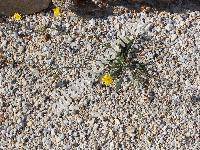 Reichardia picroides (L.) Roth (Scorzonera picroides L., Picridium vulgare Desf., Hypochaeris hirta Ucr., Sonchus)