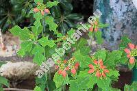 Euphorbia cyathophora Murr. (Euphorbia heterophylla var. cyathophora (Mur.) Griseb., Poinsettia  cyathophora (Murr.) Bartl., Tithymalus cyathophorus (Murr.) Moench)