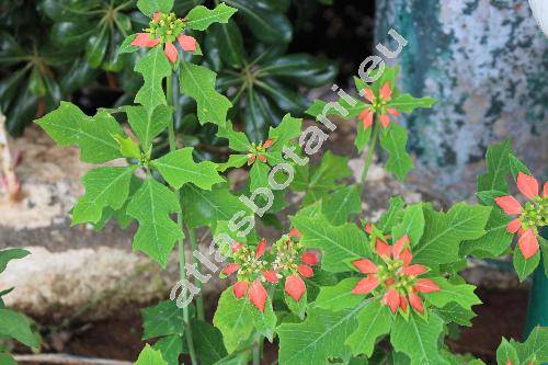 Euphorbia cyathophora Murr. (Euphorbia heterophylla var. cyathophora (Mur.) Griseb., Poinsettia  cyathophora (Murr.) Bartl., Tithymalus cyathophorus (Murr.) Moench)