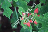 Euphorbia cyathophora Murr. (Euphorbia heterophylla var. cyathophora (Mur.) Griseb., Poinsettia  cyathophora (Murr.) Bartl., Tithymalus cyathophorus (Murr.) Moench)