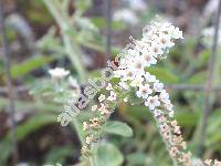 Heliotropium hirsutissimum Grauer (Heliotropium villosum Willd.)