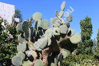 Opuntia robusta Wendl. (Opuntia guerrana Griff.)