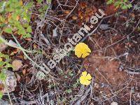 Fumana arabica (L.) Spach (Cistus arabicus L., Helianthemum arabicum (L.) Pers.)