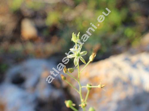 Ornithogalum creticum Zahar.