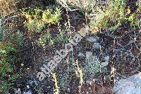 Ornithogalum creticum Zahar.