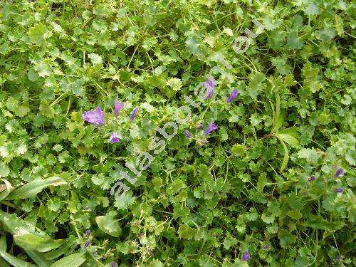 Campanula portenschlagiana 'Catharina'