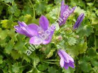 Campanula portenschlagiana 'Catharina'