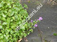 Campanula portenschlagiana 'Catharina'