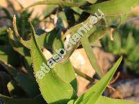 Aloe ciliaris Mill.