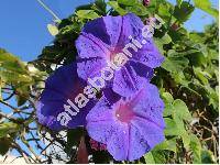 Ipomoea indica (Burm. f.) Merr. (Ipomoea cathartica Poir., Pharbitis cathartica (Poir.) Choisy)