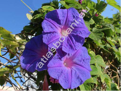 Ipomoea indica (Burm. f.) Merr. (Ipomoea cathartica Poir., Pharbitis cathartica (Poir.) Choisy)