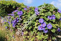 Ipomoea indica (Burm. f.) Merr. (Ipomoea cathartica Poir., Pharbitis cathartica (Poir.) Choisy)