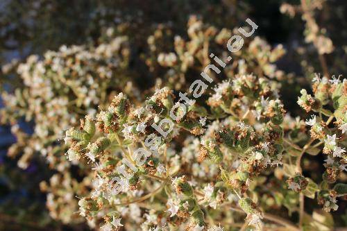 Origanum onites L. (Origanum creticum L., Majorana onites (L.) Benth, Origanum pallidum Desf.)