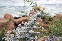 Otanthus maritimus (L.) Hofm. et Link. (Achillea maritima Ehrendl. et Guo, Filago maritima L., Diotis maritima (L.) Desf.)