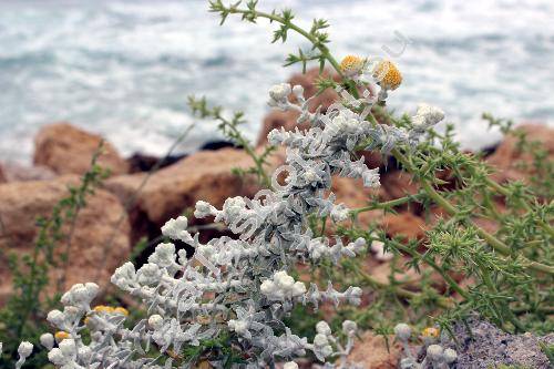 Otanthus maritimus (L.) Hofm. et Link. (Achillea maritima Ehrendl. et Guo, Filago maritima L., Diotis maritima (L.) Desf.)