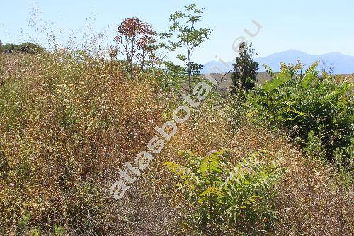 Thapsia villosa L. (Thapsia maxima Moll., Thapsia laciniata Rouy, Thapsia dissecta)