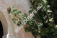 Schefflera arboricola (Hayata) Kaneh. (Heptapleurum arboricolum, Brassaia)