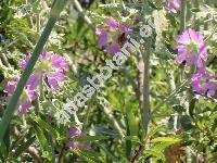 Lavatera bryoniifolia Mill. (Lavatera sphaciotica Gand, Lavatera unguiculata Desf., Lavatera tomentosa Dum., Malva, Althaea)