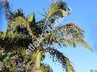 Roystonea regia (Kunth) Cook (Euterpe ventricosa Wright, Palma elata Bartr., Oreodoxa regia Kunth)