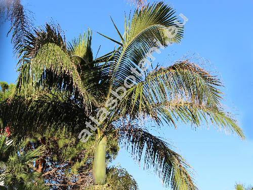 Roystonea regia (Kunth) Cook (Euterpe ventricosa Wright, Palma elata Bartr., Oreodoxa regia Kunth)