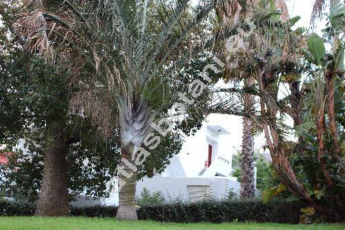 Dypsis decaryi (Jum.) Beentje et Dransf. (Neodypsis decaryi Jum.)