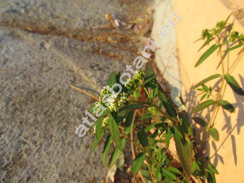 Euphorbia hypericifolia L. (Tithymalus, Euphorbia papilligera Boiss., Chamaesyce boliviana (Rusby) Croizat, Anisophyllum hypericifolium (L.) Haw., Ditritea obliqua Raf.)