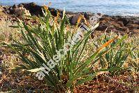 Pancratium maritimum L. (Pancratium angustifolium Roem., Hymenocallis maritima (L.) Roem.)