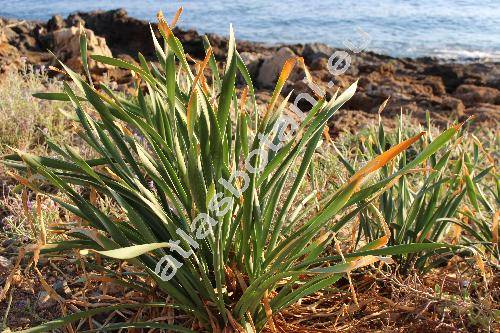 Pancratium maritimum L. (Pancratium angustifolium Roem., Hymenocallis maritima (L.) Roem.)