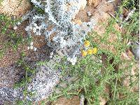Salsola kali L. (Salsola kali auct., Salsola tragus auct., Salsola australis Br., Salsola kali subsp. iberica (Senn. et Pau) Rilke)