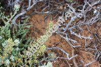 Zygophyllum album L. (Tetraena alba (L. f.) Beier et Thul., Zygophyllum proliferum Forssk.)