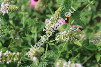 Mentha x rotundifolia (L.) Huds. (Mentha spicata x Mentha suaveolens, Mentha suaveolens auct., Mentha x villosa Huds.)