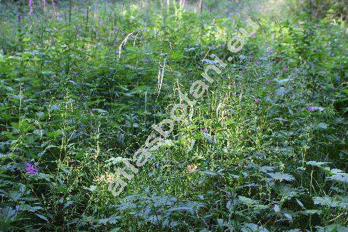 Persicaria mitis (Schrank) Assen. (Polygonum mite Schrank)