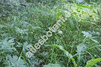 Persicaria mitis (Schrank) Assen. (Polygonum mite Schrank)