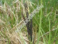 Carex elata All. (Carex hudsonii Bennett, Carex stricta Good.)