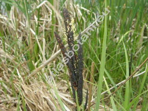 Carex elata All. (Carex hudsonii Bennett, Carex stricta Good.)