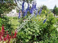 Delphinium 'Blue Bird'