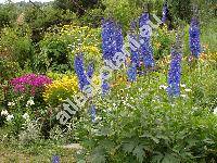 Delphinium 'Blue Bird'