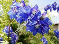 Delphinium 'Blue Bird'