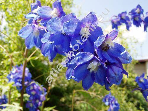 Delphinium 'Blue Bird'