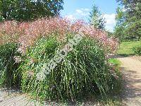 Miscanthus sinensis Anderss.