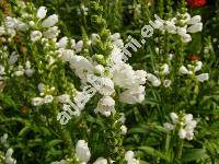 Physostegia virginiana 'Summer Snow' (Dracocephalum virginianum L., Physostegia virginiana (L.) Benth.)