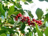 Ilex aquifolium L.