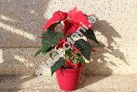 Euphorbia pulcherrima Willd. (Poinsettia pulcherrima Grah., Tithymalus)