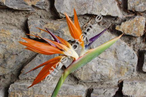 Strelitzia reginae Banks